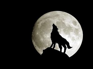 Loup pleine lune